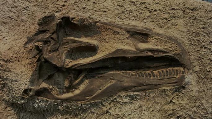 恐龙头骨科考活动特写镜头白垩纪奥陶纪