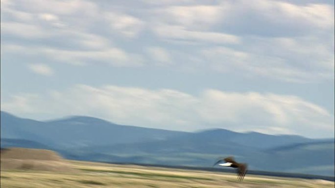 飞行中的秃头鹰-鸟瞰图-蒙大拿州，喀斯喀特县，美国