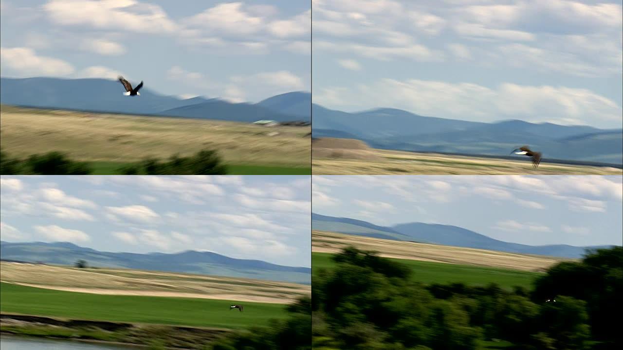 飞行中的秃头鹰-鸟瞰图-蒙大拿州，喀斯喀特县，美国