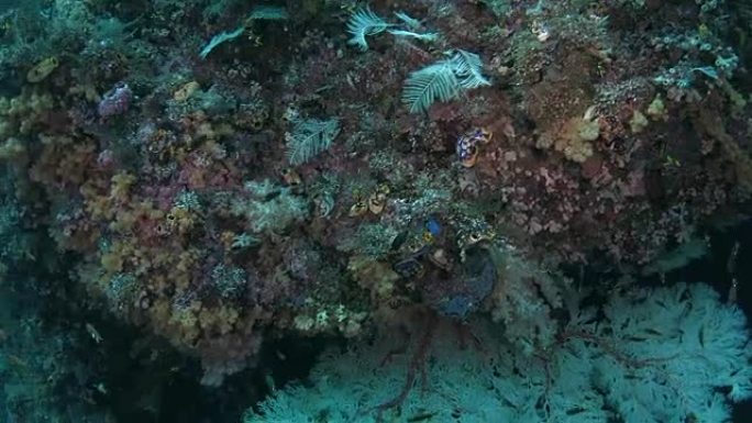 海底珊瑚礁中的热带珊瑚鱼