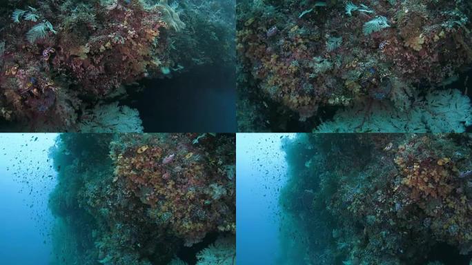 海底珊瑚礁中的热带珊瑚鱼