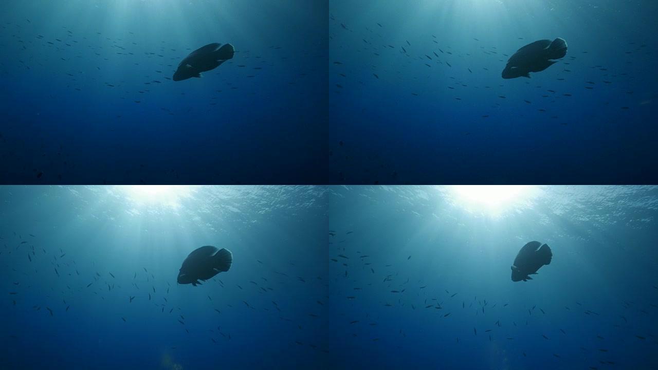 拿破仑鱼 (驼头濑鱼) 在海面游泳 (4K)