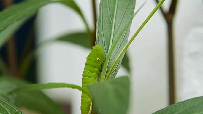绿色蠕虫绿色蠕虫毛毛虫