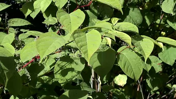 日本虎杖，Fallopia japonica，在苏格兰农村