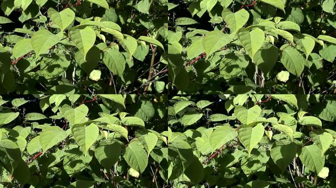 日本虎杖，Fallopia japonica，在苏格兰农村