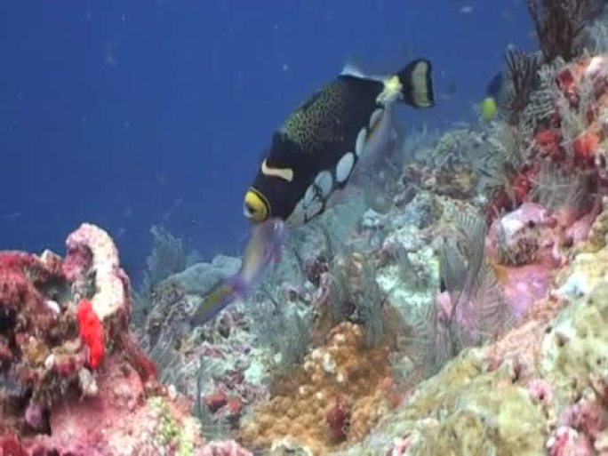 小丑触发器热带鱼群海洋大海野生动物