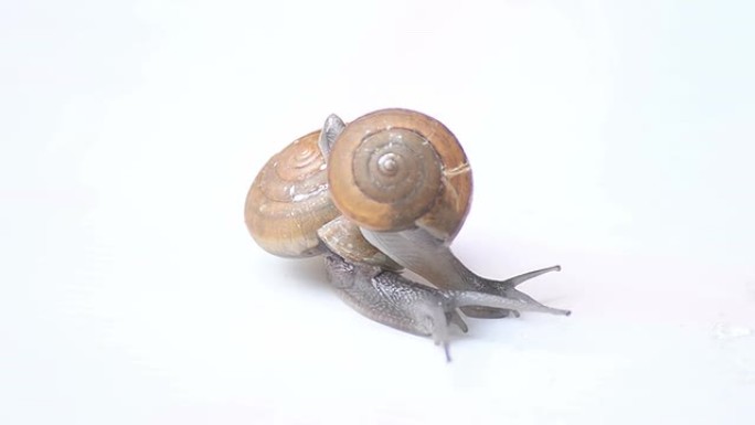 母亲和孩子蜗牛空镜头特写两只蜗牛爬行