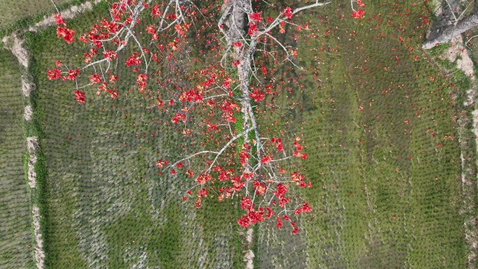 木棉花