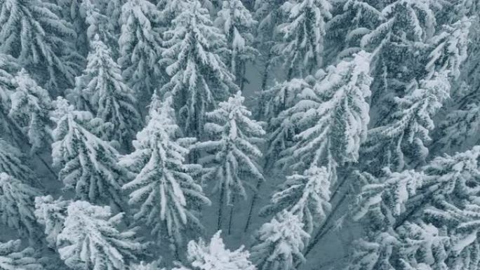 冬季森林的空中雪林雪景冰天雪地
