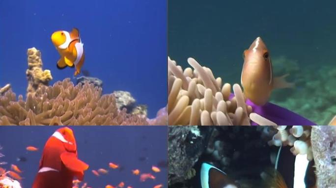 尼莫小丑鱼海葵鱼-各种