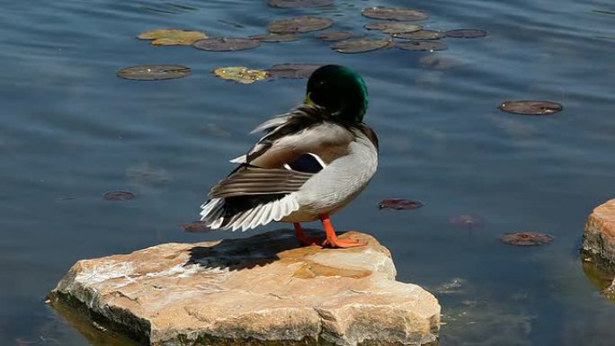 Mallard Duck清洁羽毛，高清1080p