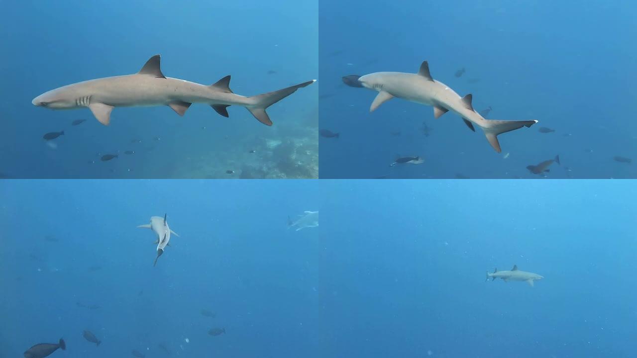 白鳍礁鲨清澈水底观赏鱼类水底世界