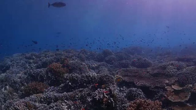 Anthias fish (Sea goldie) 在珊瑚礁上学 (4K)