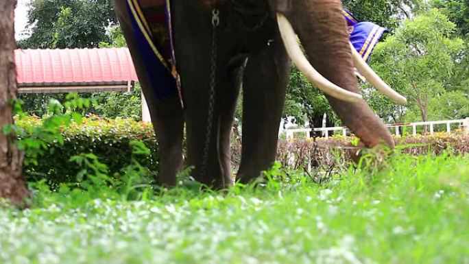 大象吃曼谷景区东南亚国家地区旅游