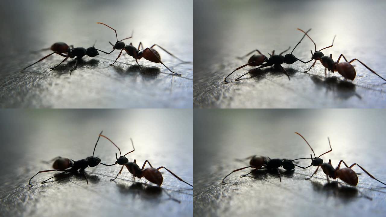 两只蚂蚁打架: 微距射击