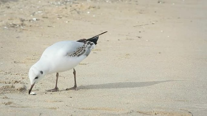 海鸥野生动物保护生物生态飞翔飞鸟