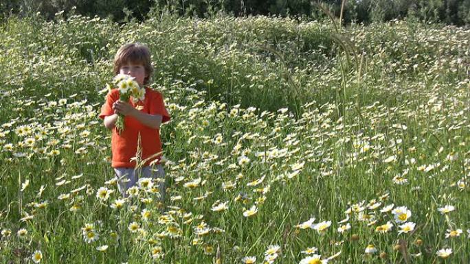 小男孩在采花夏季夏天野外公园鲜花野花盛开