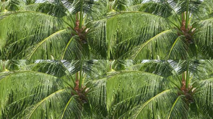 棕榈树绿植随风晃动