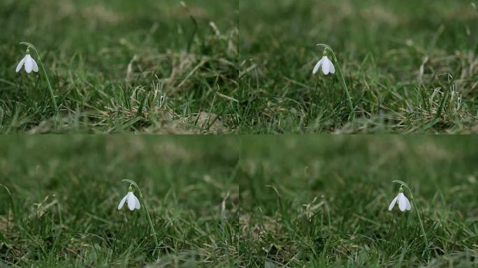 雪花莲