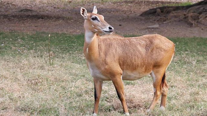 站立女性Nilgai