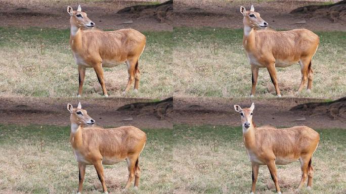 站立女性Nilgai