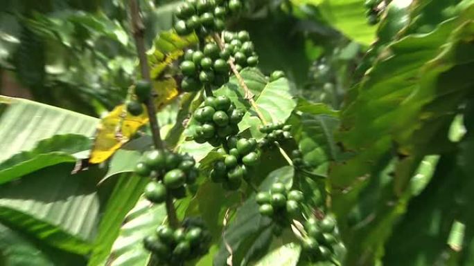 厄瓜多尔咖啡种植园的公平贸易咖啡豆