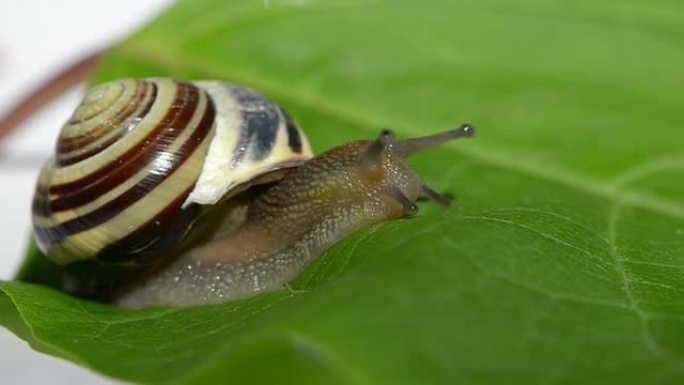 绿叶上的蜗牛自然景色蜗牛特写实拍