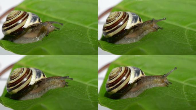 绿叶上的蜗牛自然景色蜗牛特写实拍