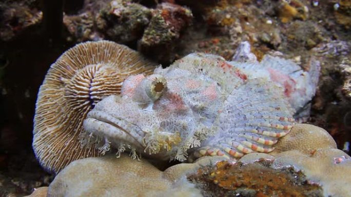 石鱼海洋生物石头鱼