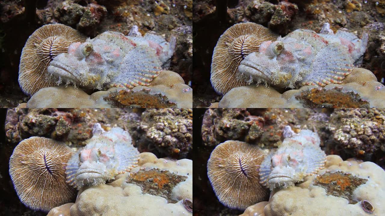 石鱼海洋生物石头鱼