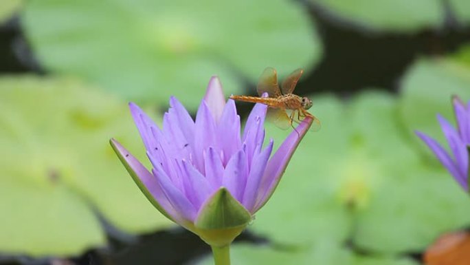黄色蜻蜓停留在紫色睡莲的花瓣尖端