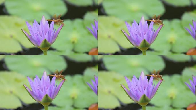 黄色蜻蜓停留在紫色睡莲的花瓣尖端