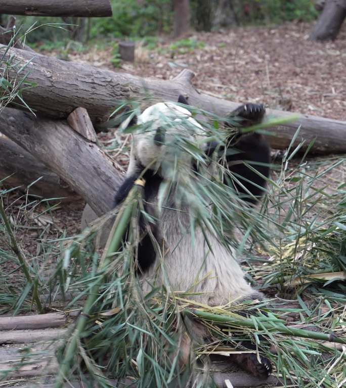 4K大熊猫正面吃竹子竖屏