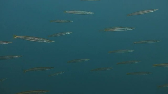 黄尾梭鱼（台湾卡麻苏）在水面水下游动