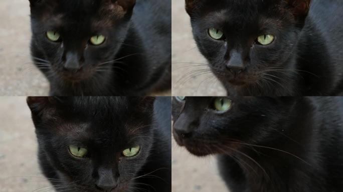 动物眼睛黑色猫咪黑猫
