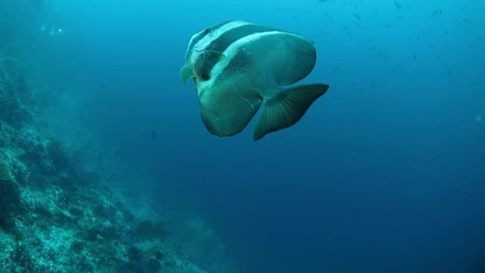 羽状蝶形 (spabefish) 游泳接近水肺潜水员