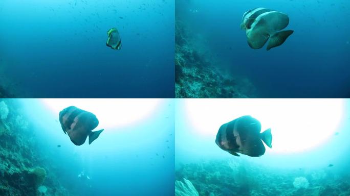 羽状蝶形 (spabefish) 游泳接近水肺潜水员