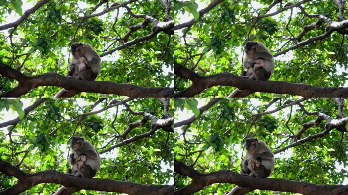 猴子的行为金丝猴野生猴子野生动物园