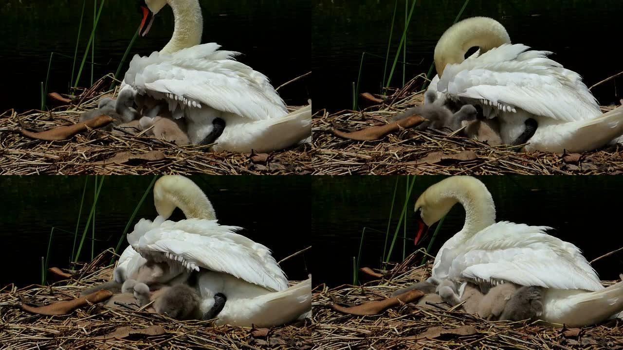 小天鹅在妈妈的翅膀下塞住