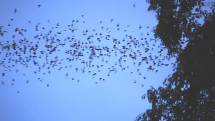 黄昏时分，数百万只蝙蝠从洞穴中飞出