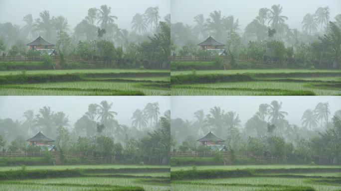 亚洲水稻上空热带暴雨