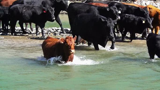 牛群以慢动作渡河