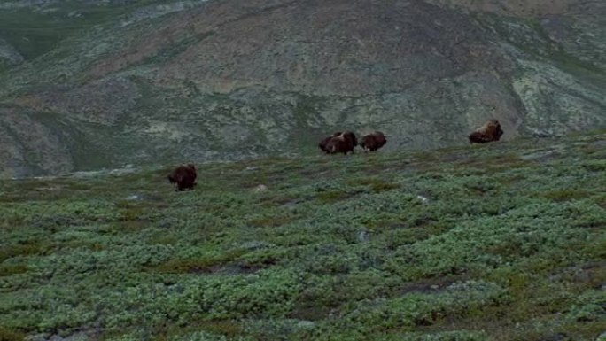 在格陵兰岛美丽的风景中种草的麝香牛