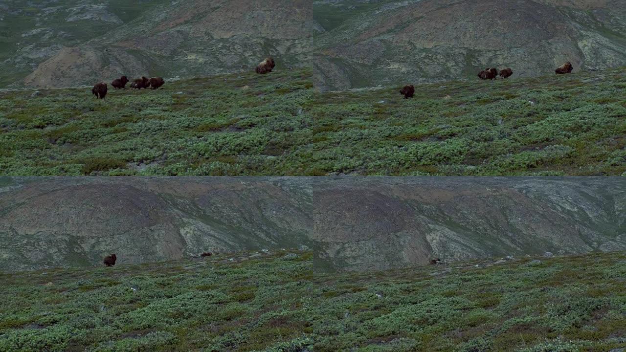 在格陵兰岛美丽的风景中种草的麝香牛