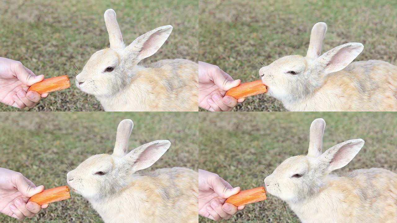 用胡萝卜喂养兔子