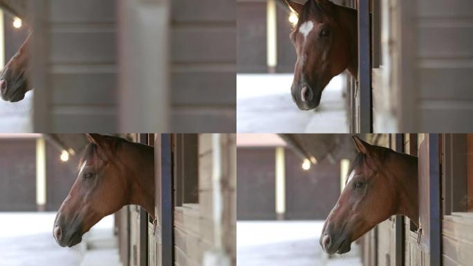 DS湾马从马厩里望去