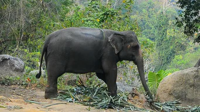 大象在森林里吃东西