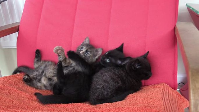 三只可爱的小猫在红色扶手椅上拥抱和打瞌睡