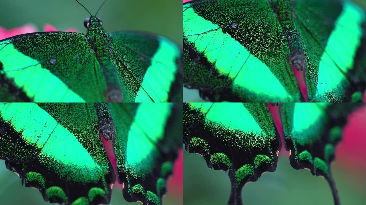 近距离荧光绿带燕尾蝶