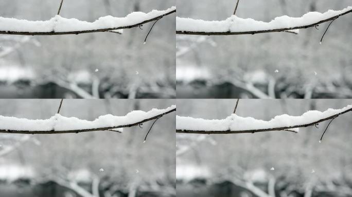 雪花雪林雪景冰天雪地